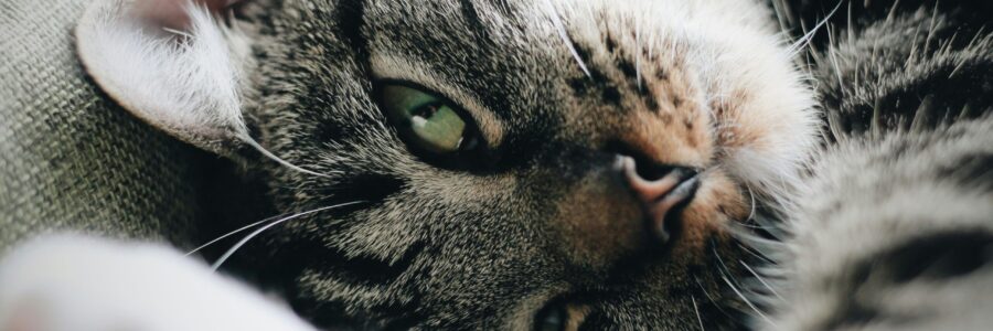 erik-jan-leusink-uMgAdaVbbEA-unsplash