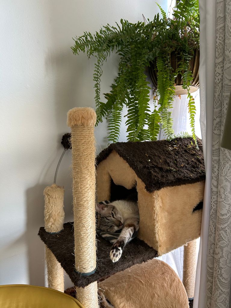A cat lounging on a cat tree next to lush ferns by a window in a cozy corner.