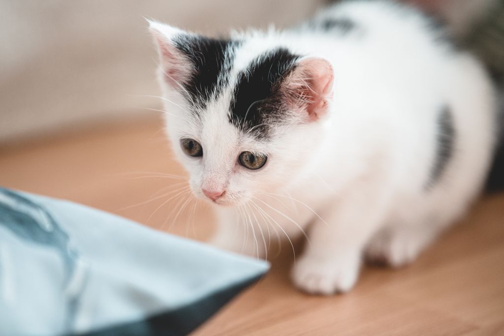 Close-up of a playful black and white kitten exploring indoors with a curious expression.