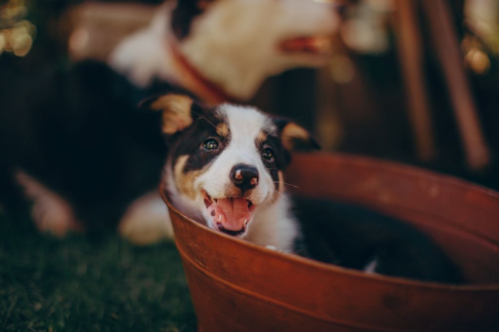 Cute black and white puppy relaxing in a wooden basin outdoors, exuding joy and playfulness.