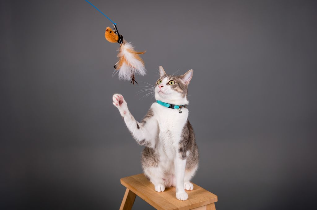 Cute cat sitting on stool, playing with toy. Perfect for pet photography and animal lovers.