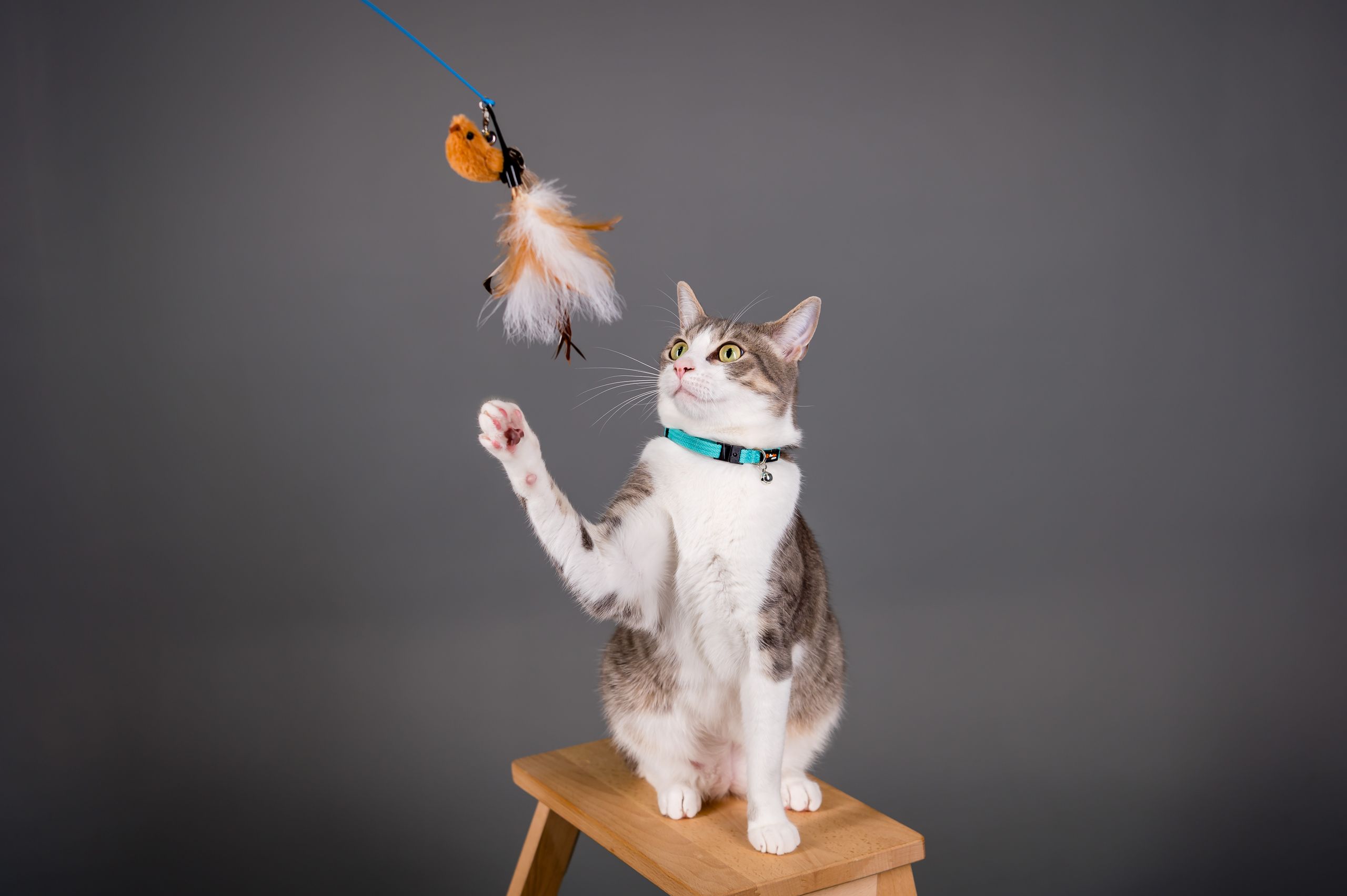 Cute cat sitting on stool, playing with toy. Perfect for pet photography and animal lovers.