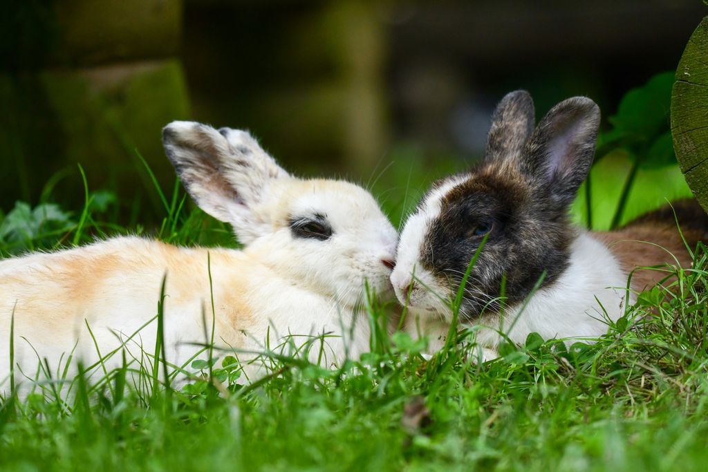 Two rabbits lying together on lush green grass, creating a peaceful and intimate scene.