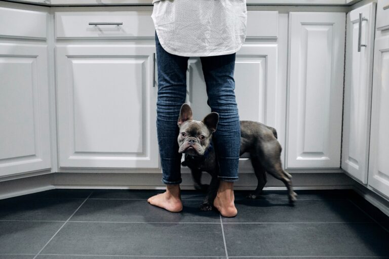 Eingewöhnung und Bindung beim Hund