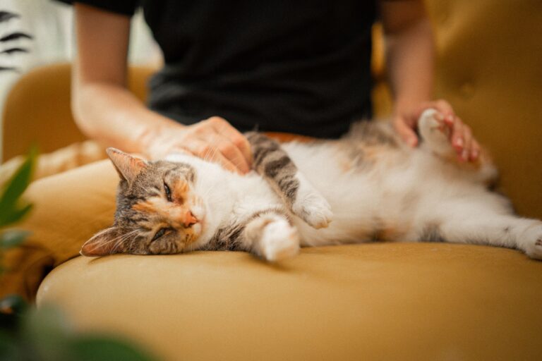 Eingewöhnung und Bindung bei Katzen